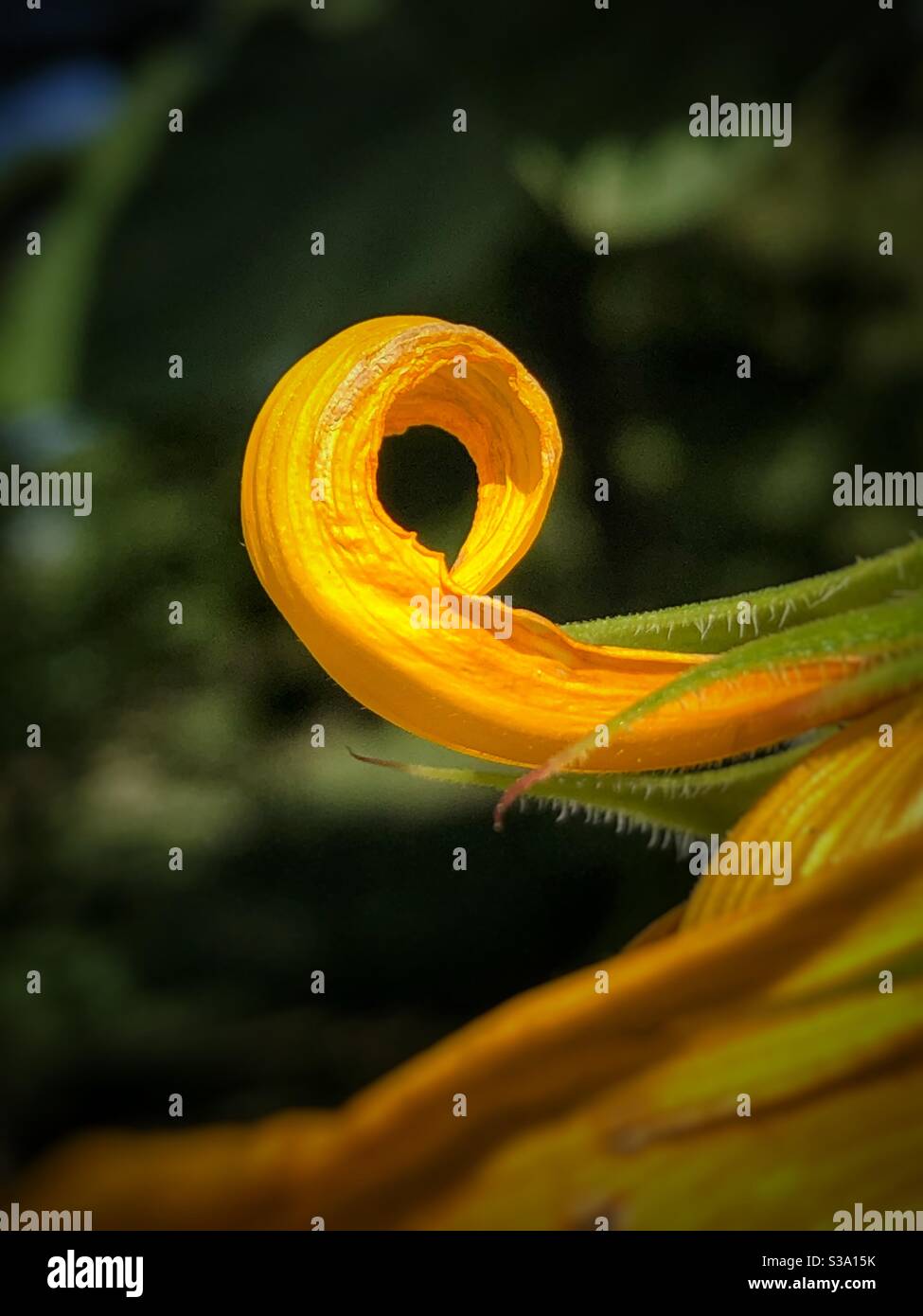 Curled Flower High Resolution Stock Photography and Images - Alamy