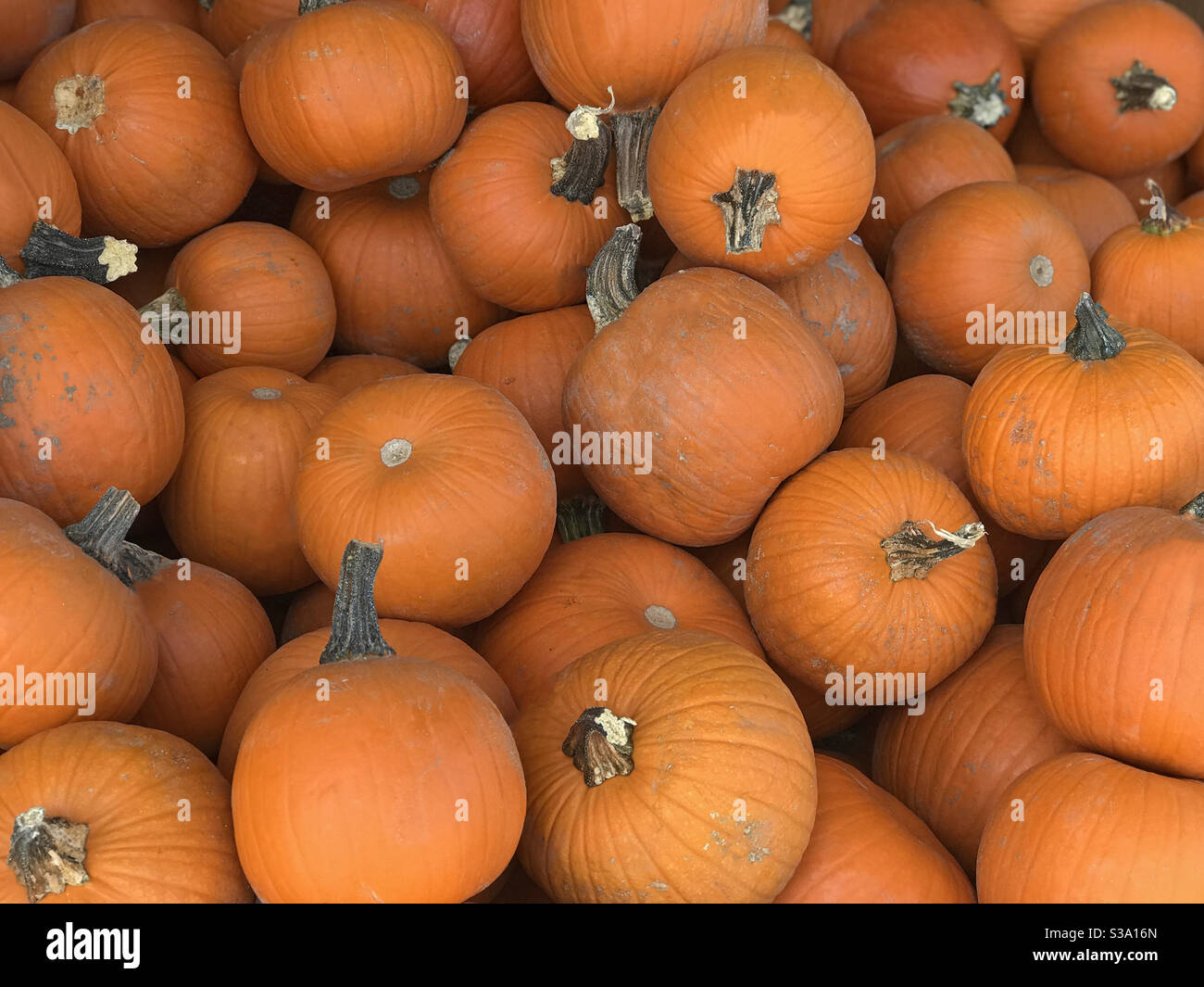 Sugar pie pumpkins are shown on display in a farmer’s market produce bin. - Smartphone Captured Stock Image