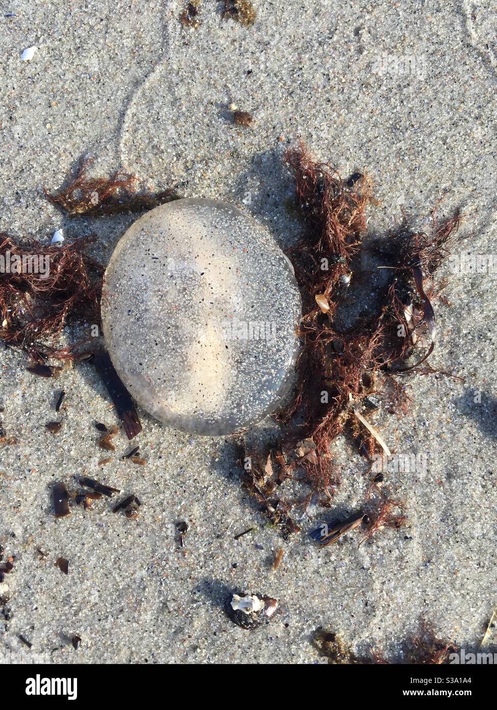 Single jellyfish on a silver sandy beach with seaweed, shining in the morning sun Stock Photo