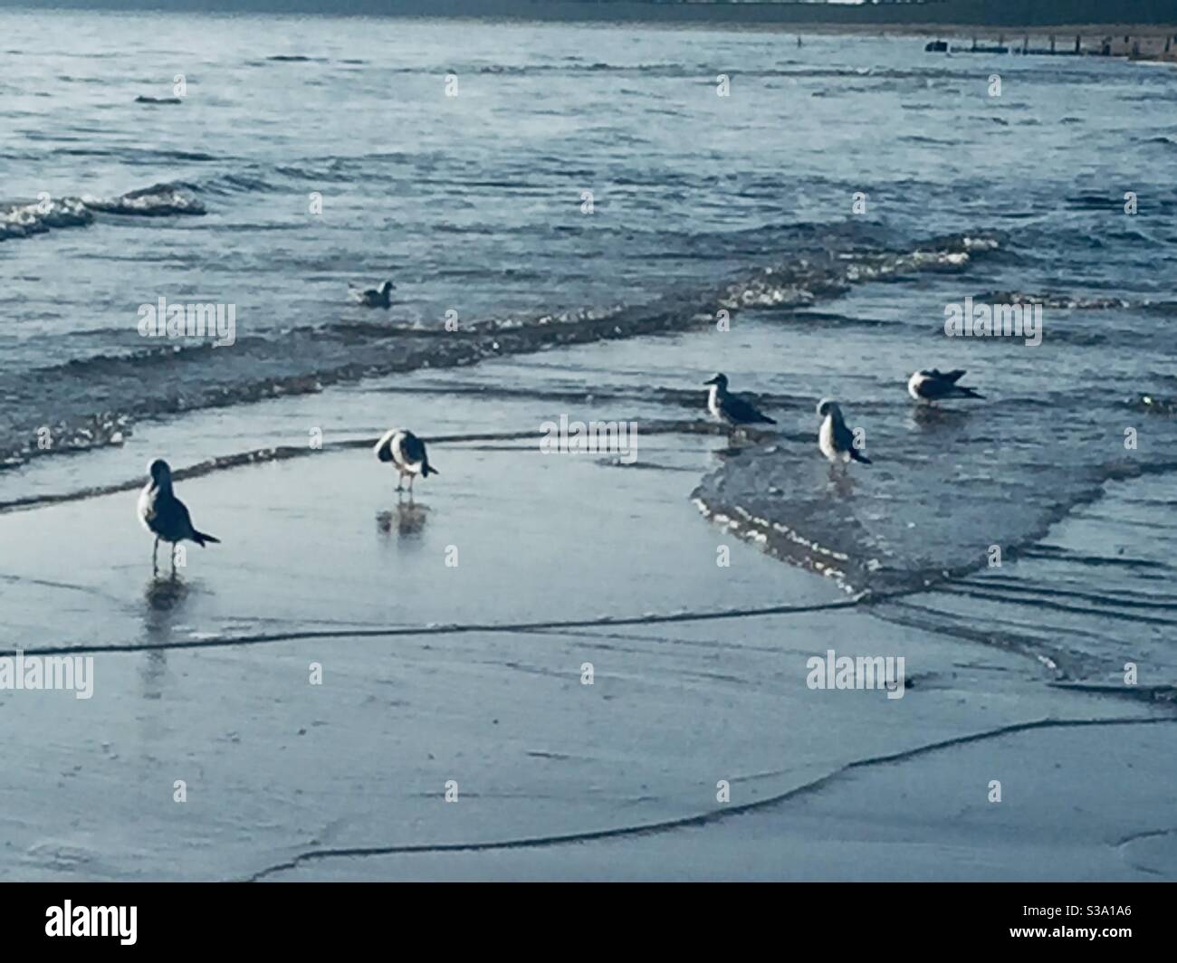 Beach with seagulls paddling in the surf.  Baltic sea early morning.  Ostsee früh Morgen Stock Photo