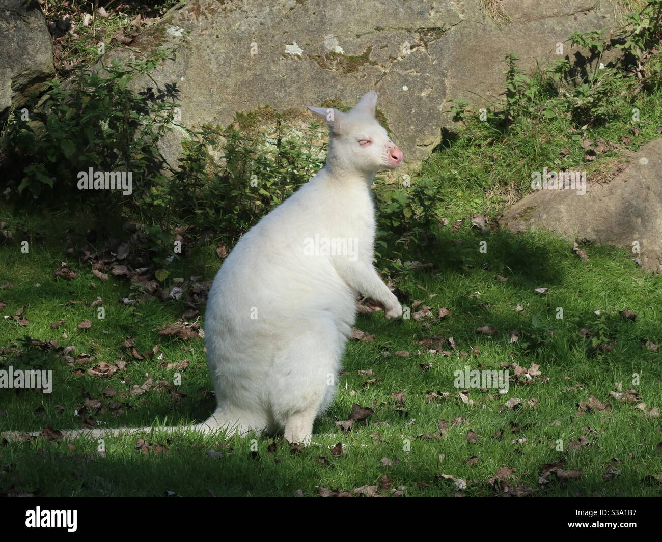 Albino Kangaroo - Smartphone Captured Stock Image