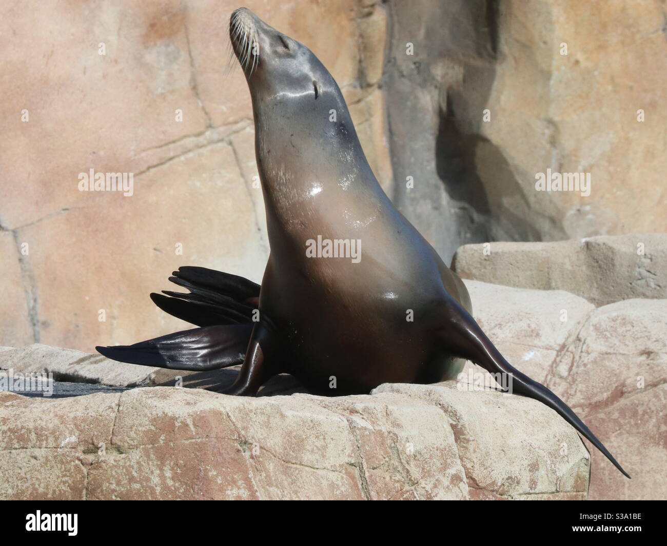 Sea lion waiting for fish - Smartphone Captured Stock Image