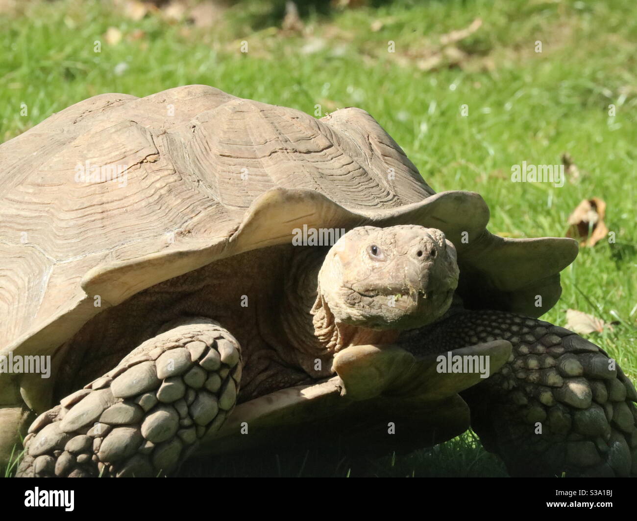 Giant tortoise hunting for food - Smartphone Captured Stock Image