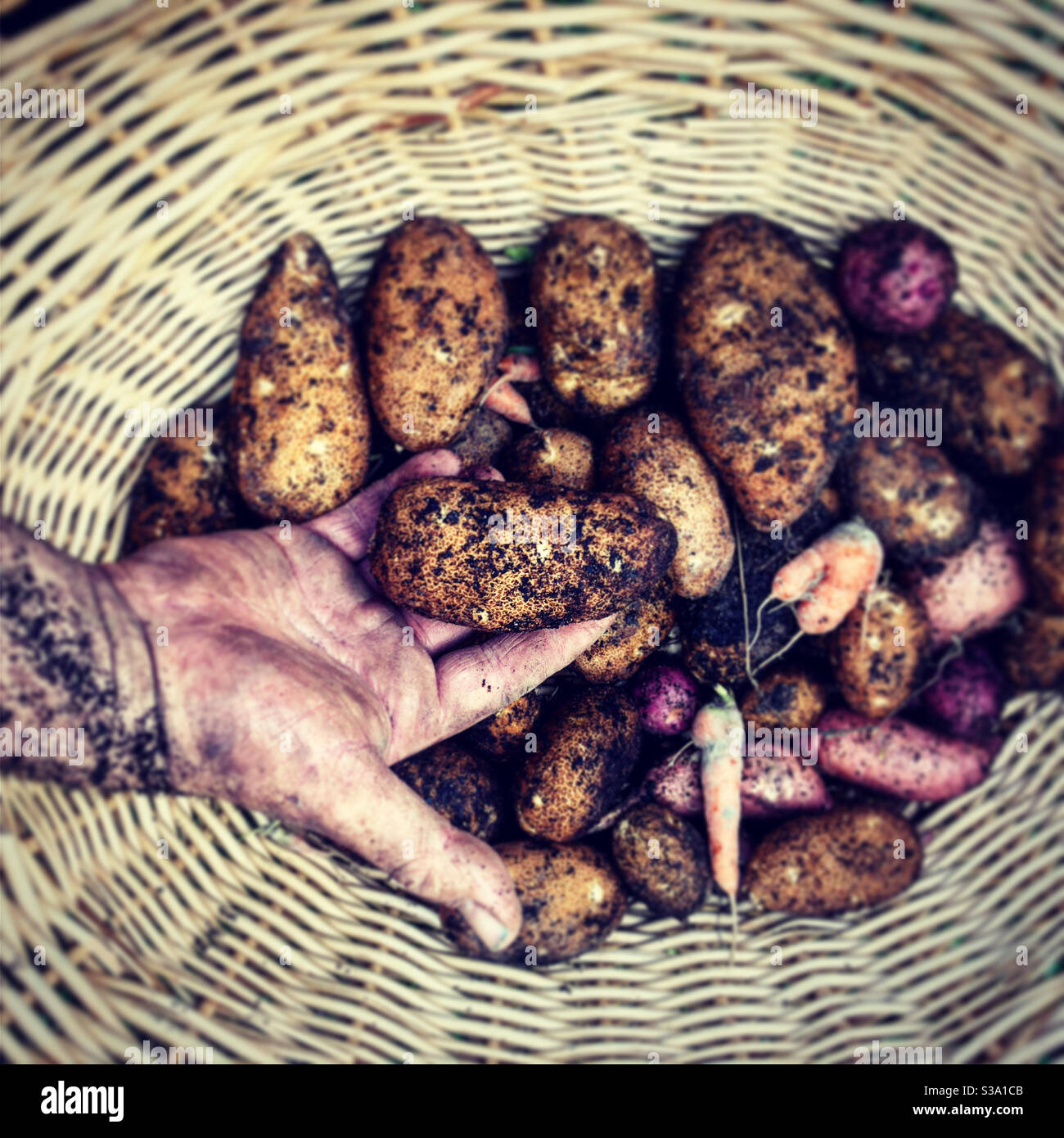 Homegrown potatoes and very small carrots. Picture taken in Columbus,MS on July 17, 2020. - Smartphone Captured Stock Image
