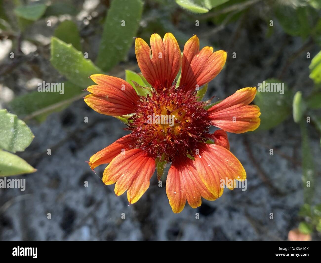 Indian blanket growing on the beach Stock Photo