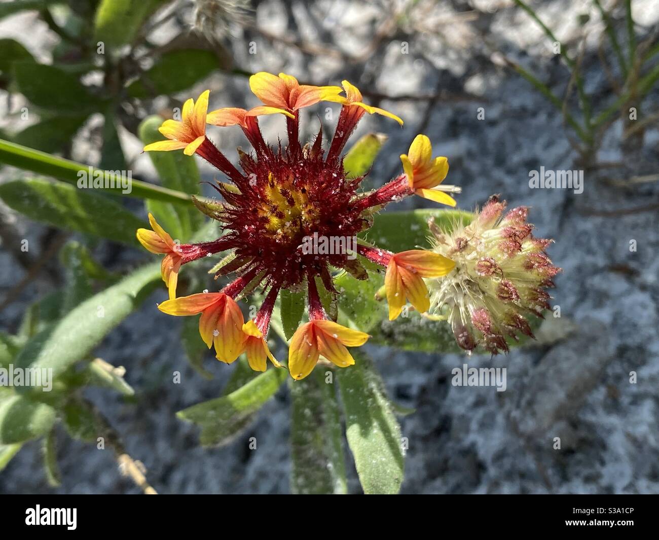 Wildflowers growing on white sand beach Stock Photo Alamy