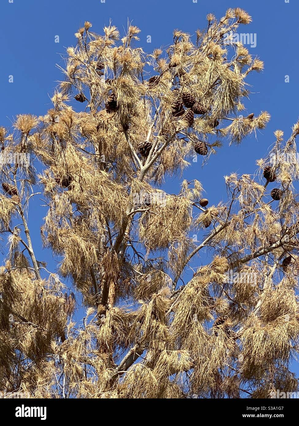 Dead pine tree hires stock photography and images Alamy