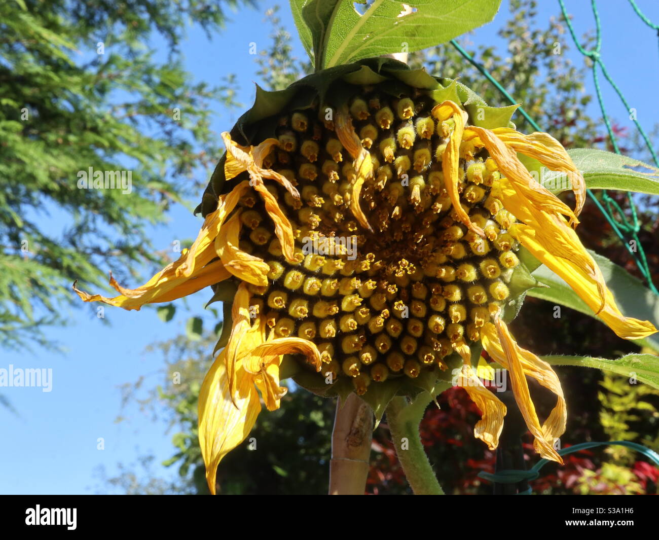 Dead Heading Sunflower - Smartphone Captured Stock Image