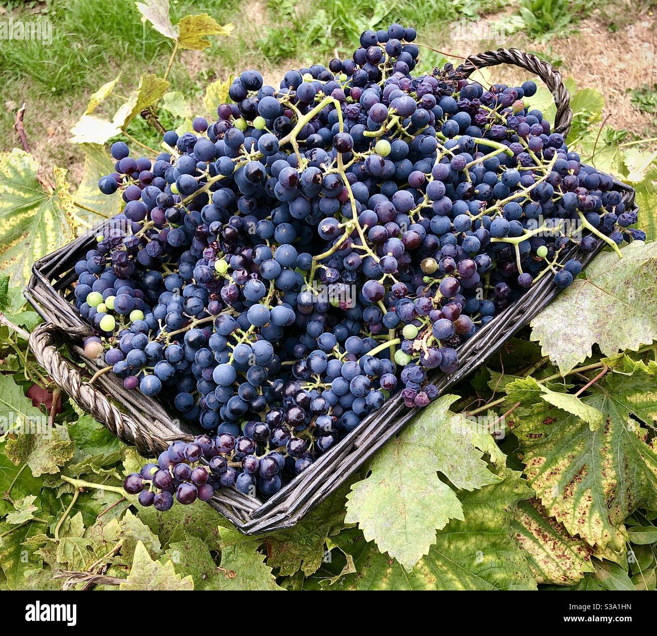 Wicker panier basket filled with freshly picked black grapes. Stock Photo