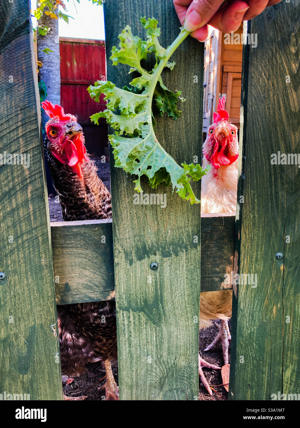 Hand feeding chickens with curly kales. Stock Photo