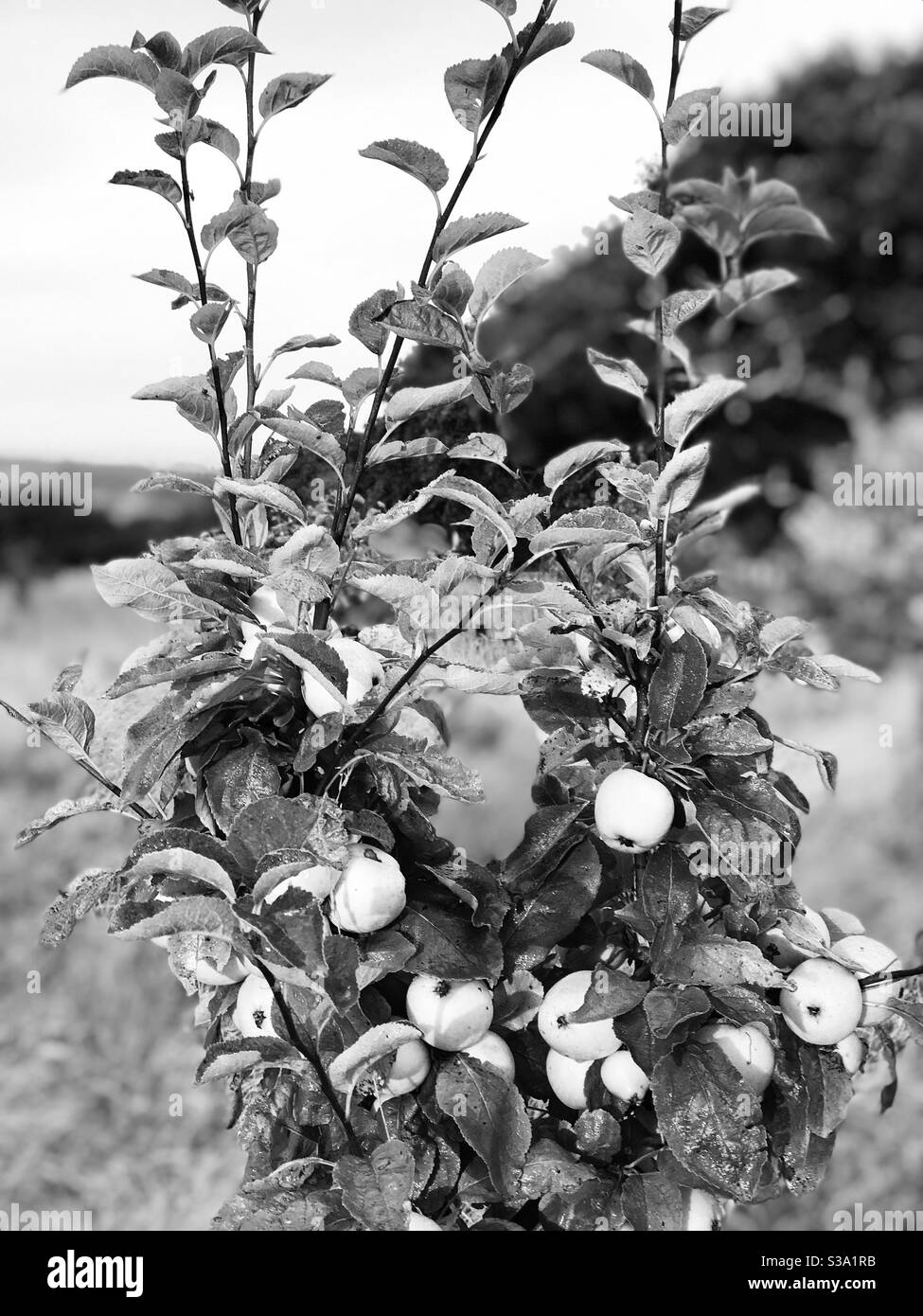 apple tree close up - Smartphone Captured Stock Image apple tree close up - Smartphone Captured Stock Image