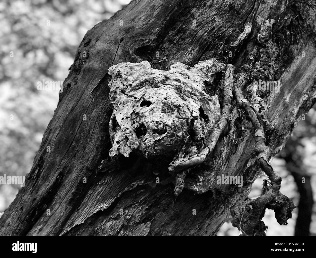 mysterious tree face - Smartphone Captured Stock Image mysterious tree face - Smartphone Captured Stock Image