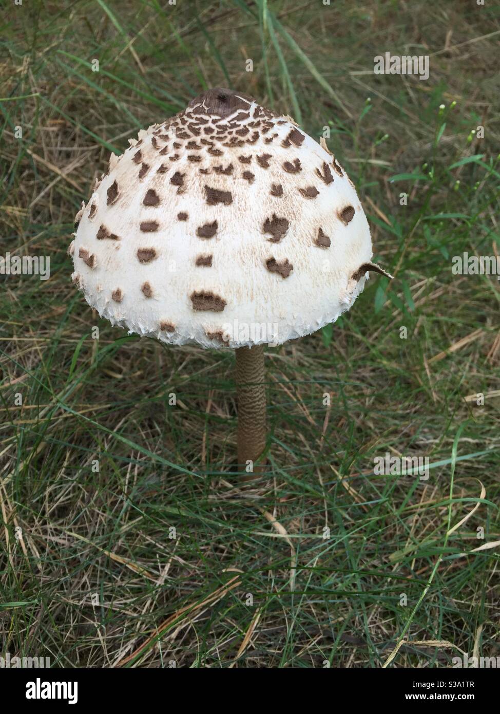 Mushroom, spotted, black, white. Large on grassy, sandy ground in September. Stock Photo