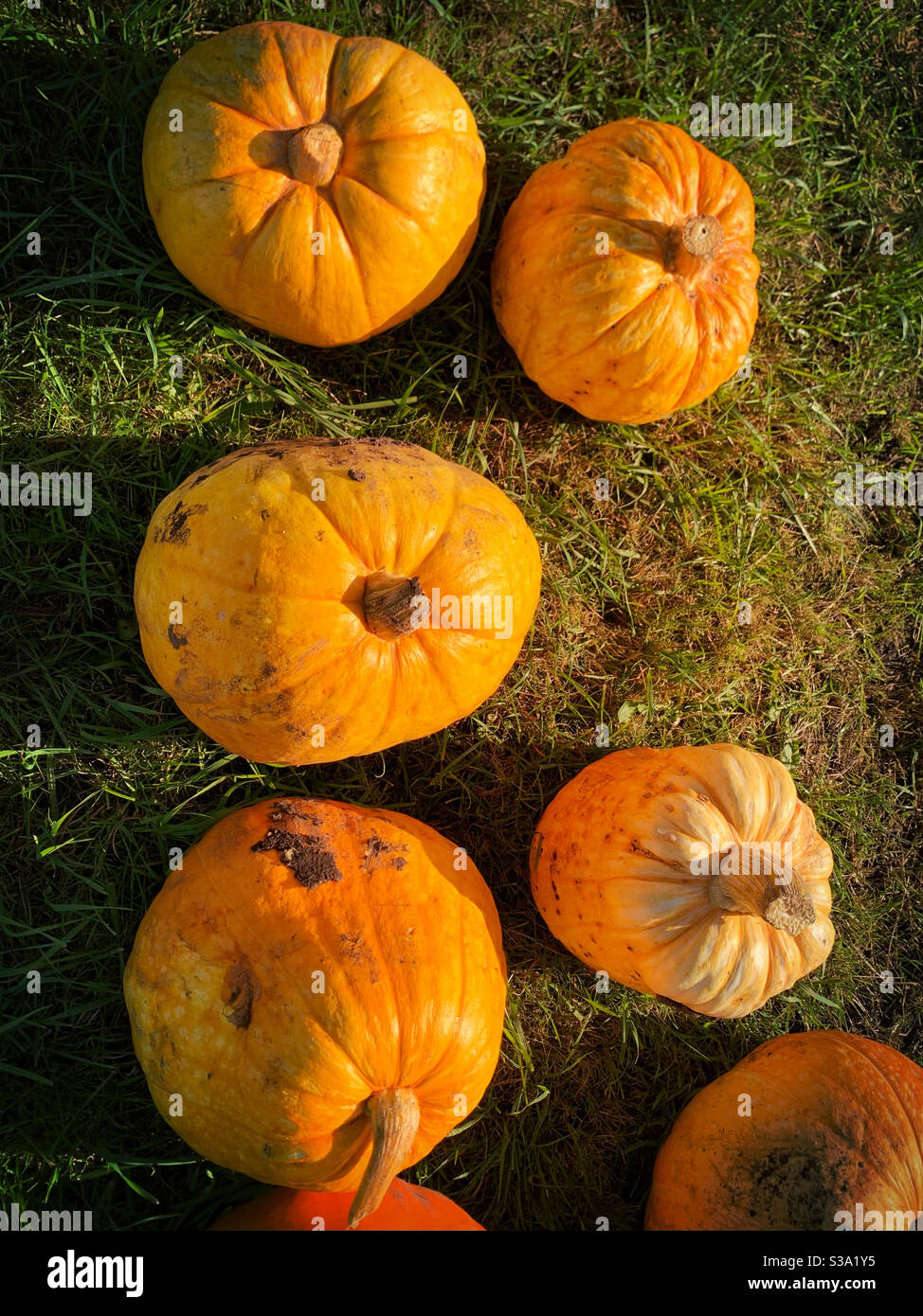 Selection of pumpkins.  Grow your own pumpkin.  Pumpkin patch.  Different sizes of pumpkin - Smartphone Captured Stock Image