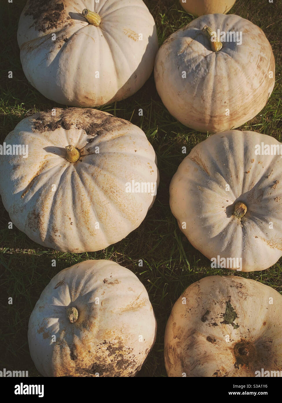 White ghost pumpkins.  White spooky Halloween pumpkins Stock Photo