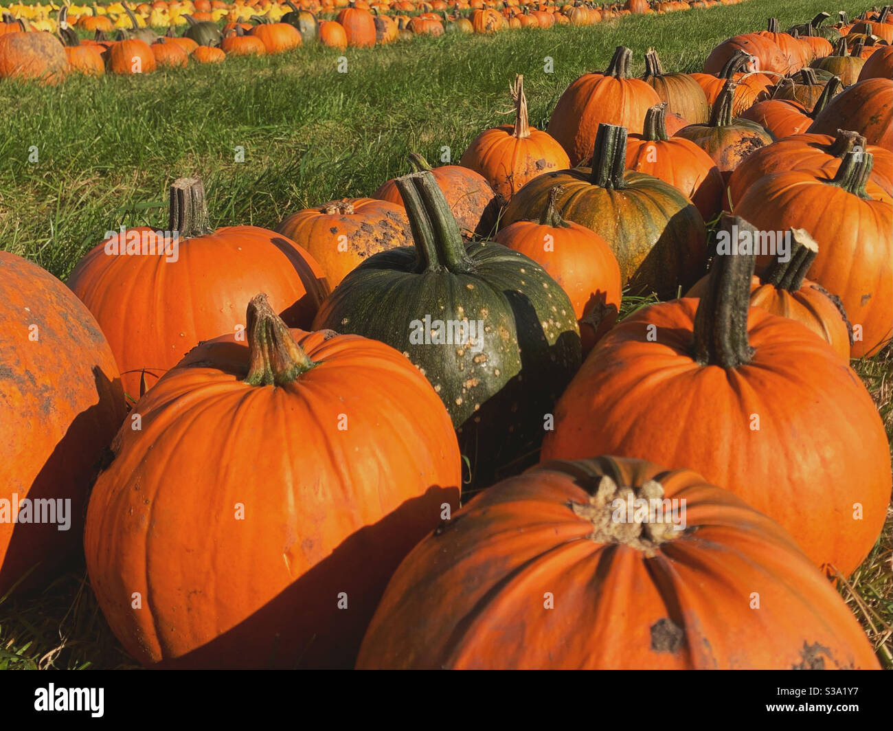 Field full of pumpkins. Pumpkin patch buy your pumpkin.  Lots of pumpkins - Smartphone Captured Stock Image