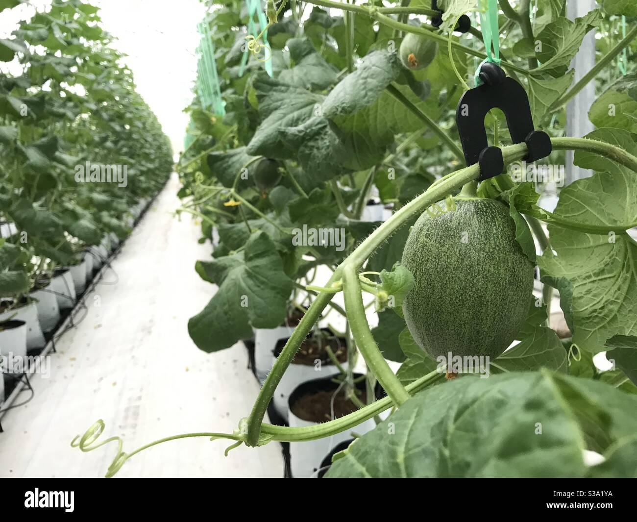 Melon garden Stock Photo