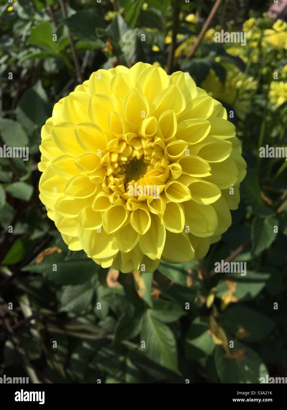 Lemon yellow ball dahlia ‘Symphonie Gelb’. Balldahlie Stock Photo