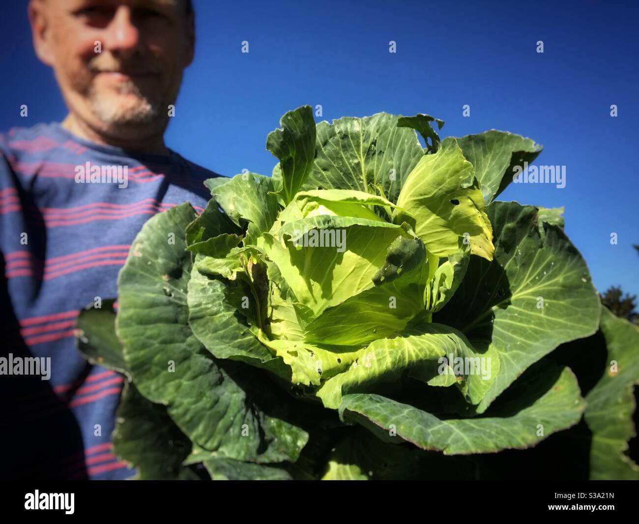 Homegrown organic cabbage and proud allotment gardener September 2020 - Smartphone Captured Stock Image
