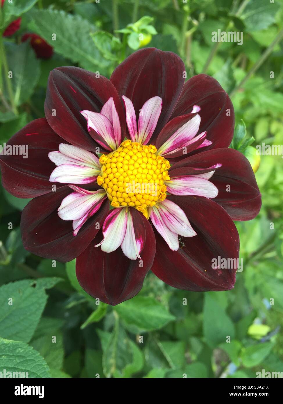 Collerette dahlia ‘Stephanie Hertel’ with dark velvet purple outer ring with creamy pink inner ring and yellow central disc with green foliage background. Halskrausendahlie Stock Photo