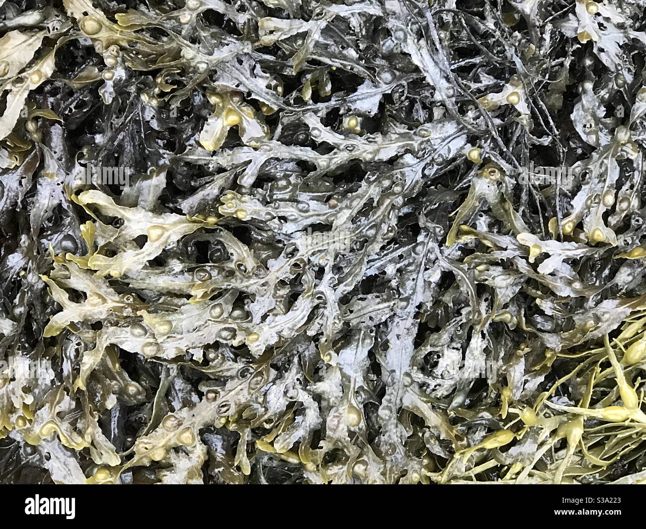 seaweed mess - Smartphone Captured Stock Image