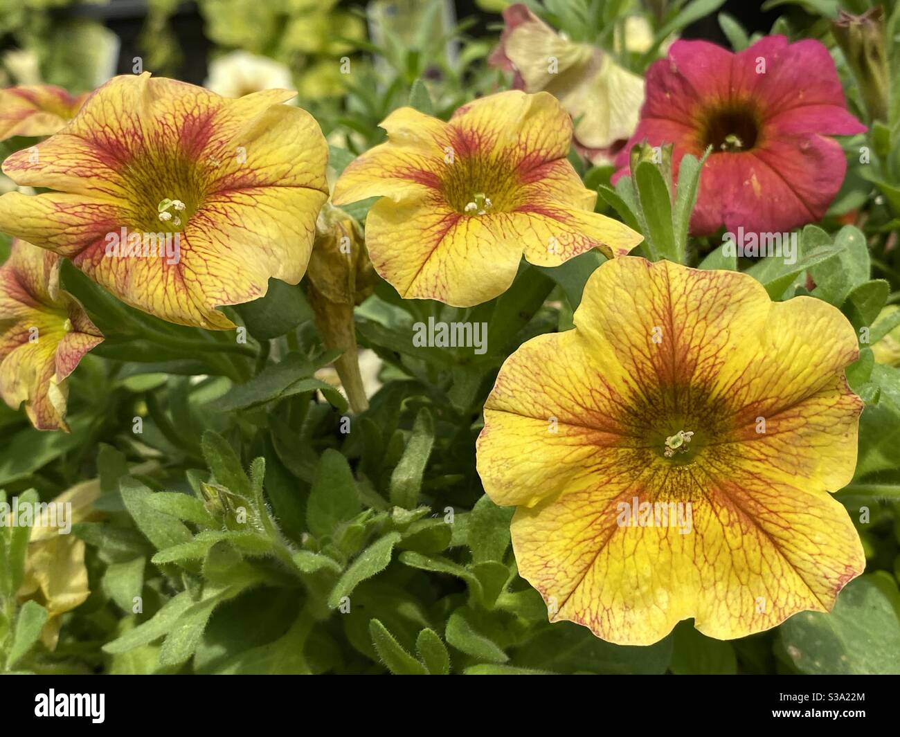 Fall petunias in yellow and red Stock Photo Alamy