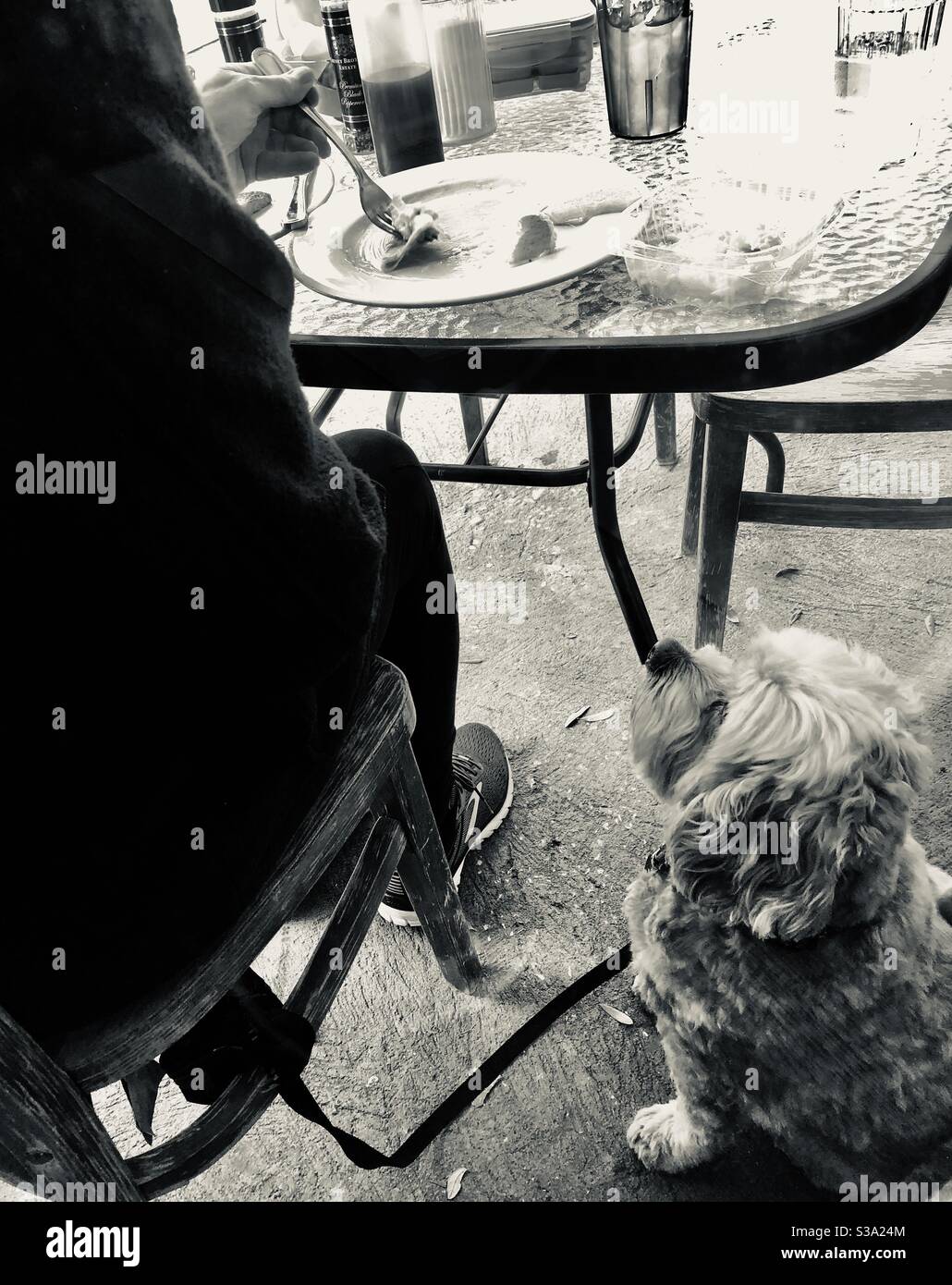Dog waiting for food scraps from its owner at an outdoor restaurant. Stock Photo