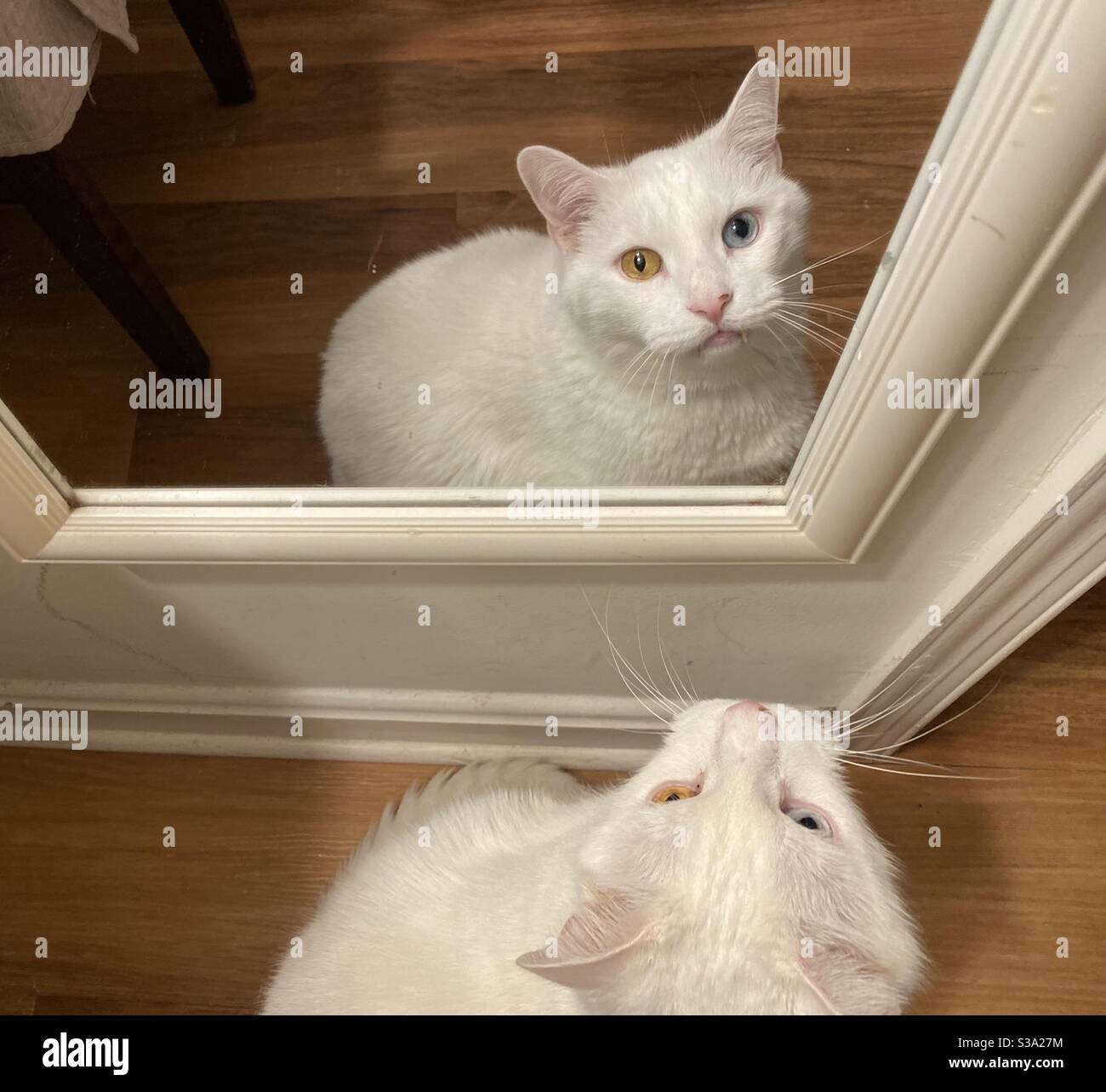 Cat in the mirror Stock Photo Alamy