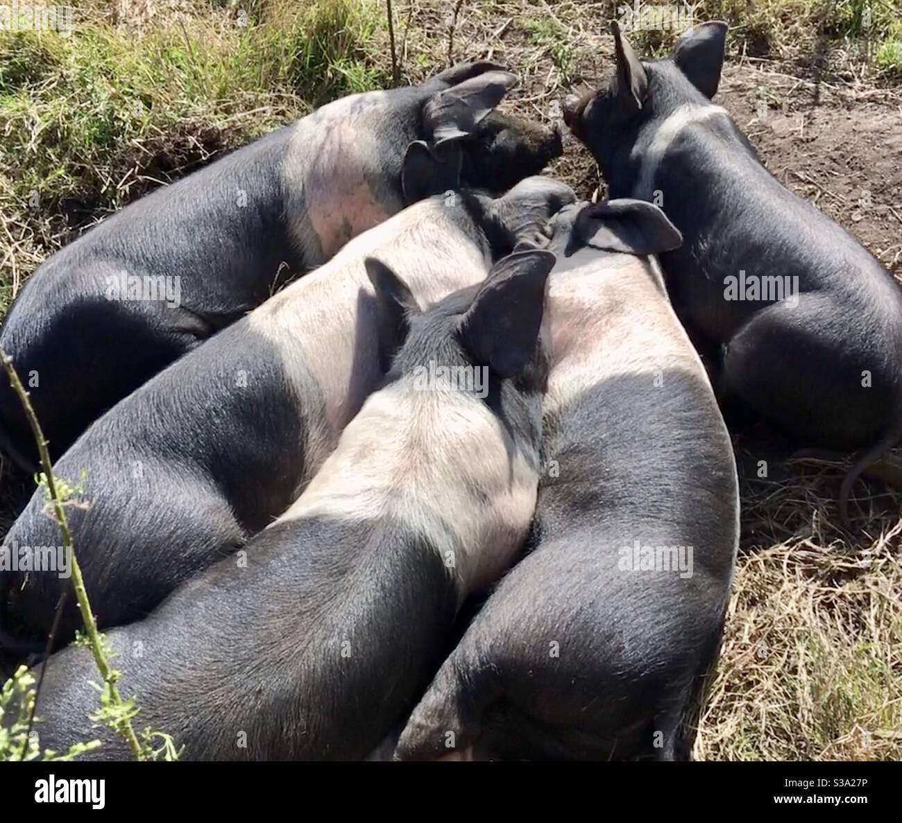 A family of Saddleback pigs snuggled up - Smartphone Captured Stock Image
