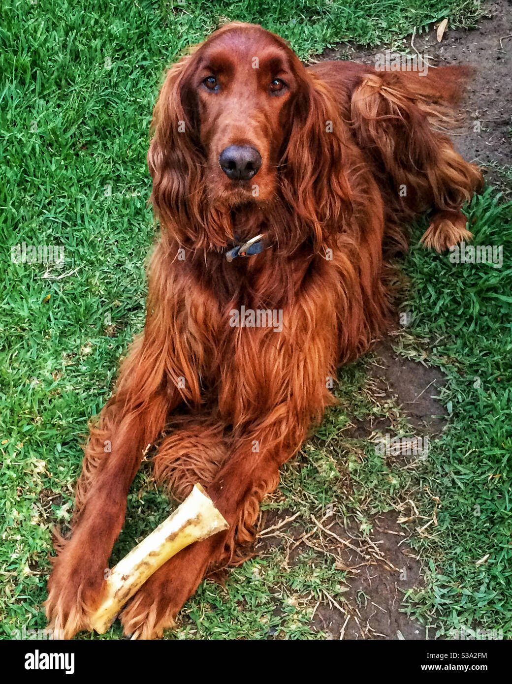 Give a dog a bone. Irish Red setter on the grass holding his bone between his paws - Smartphone Captured Stock Image