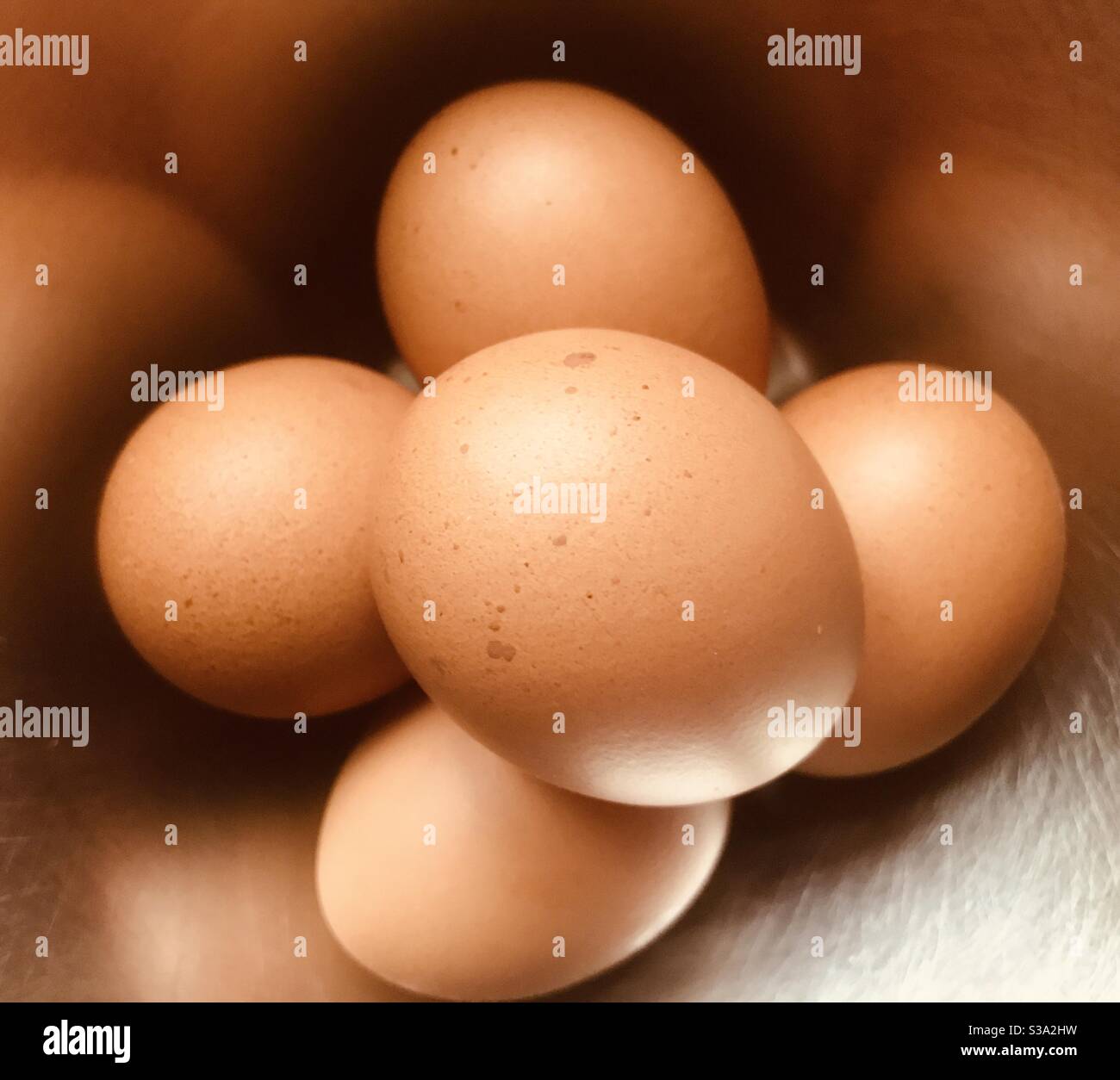 clutch of eggs Stock Photo Alamy