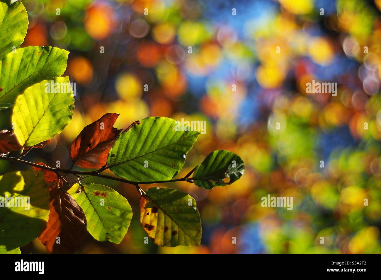 Autumn leafs on branch hi-res stock photography and images - Alamy