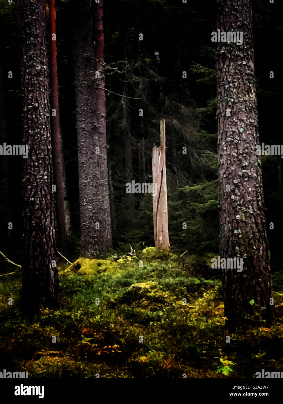 High stump hi-res stock photography and images - Alamy