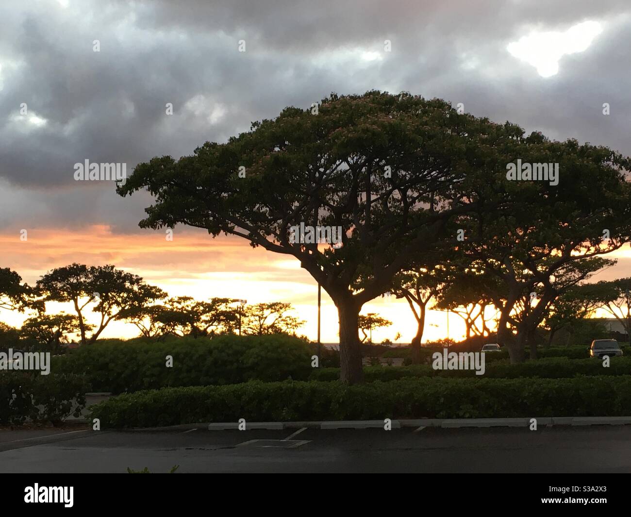 Monkeypod tree hires stock photography and images Alamy