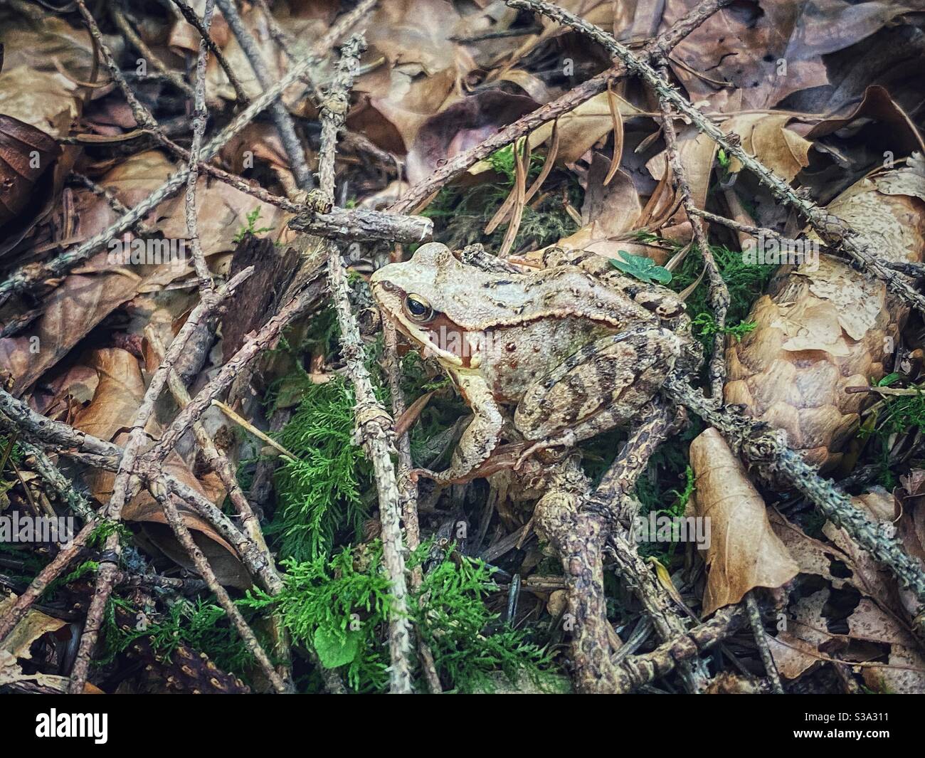 Frog hiding in the forest near Lake Kirchsee in South Germany. - Smartphone Captured Stock Image