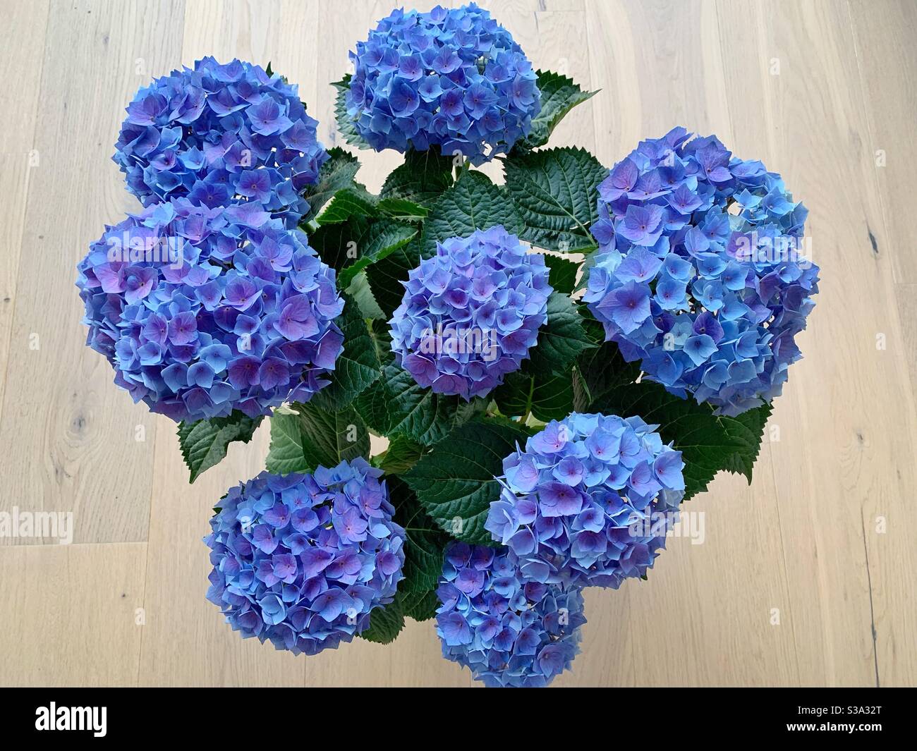 Blue purple hydrangea flowers with green leaves Stock Photo