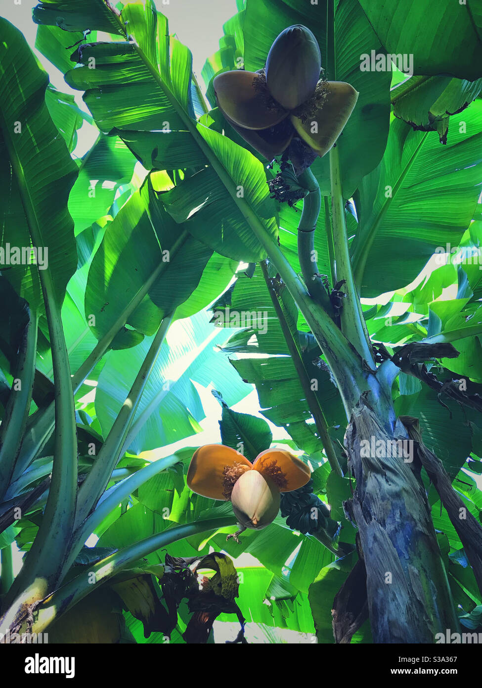 Banana trees in the UK - Smartphone Captured Stock Image