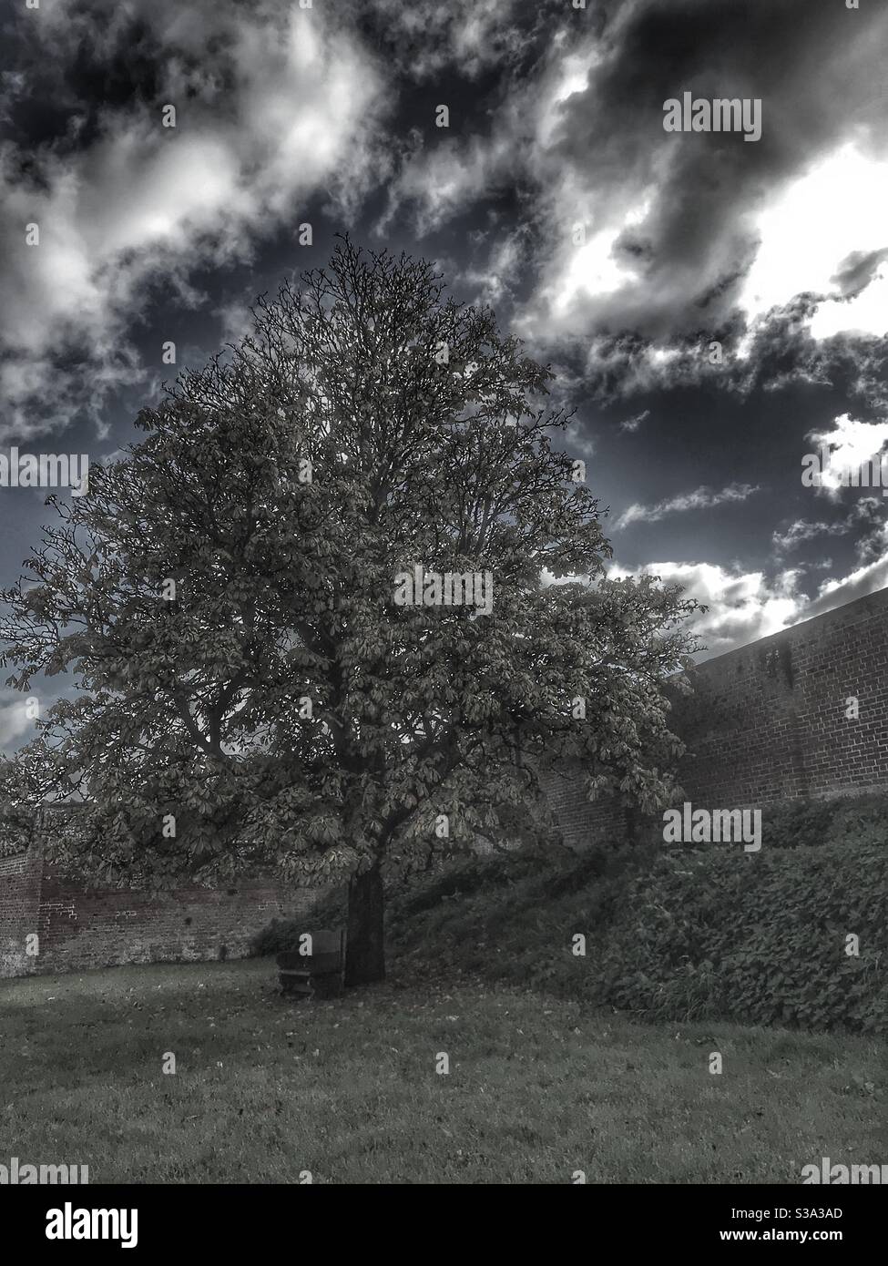 Tree with dramatic sky Stock Photo