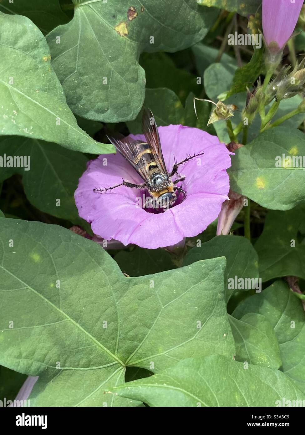 Hornet getting pollen from pink wildflower - Smartphone Captured Stock Image