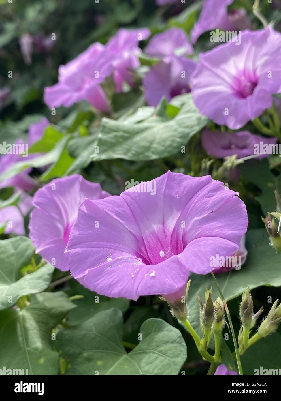 Pink bindweed wildflowers in full bloom - Smartphone Captured Stock Image