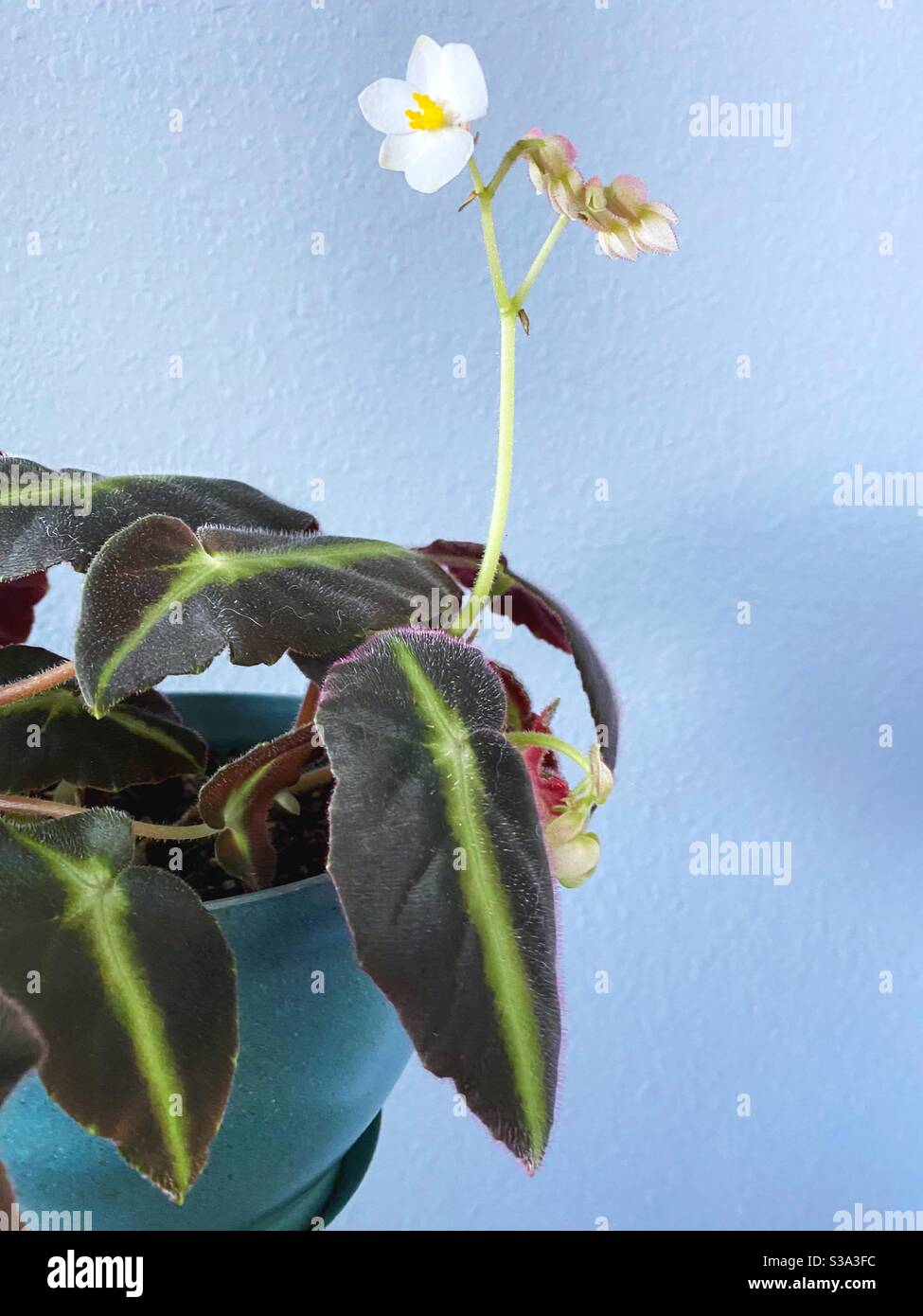 A flowering begonia listada houseplant. Stock Photo