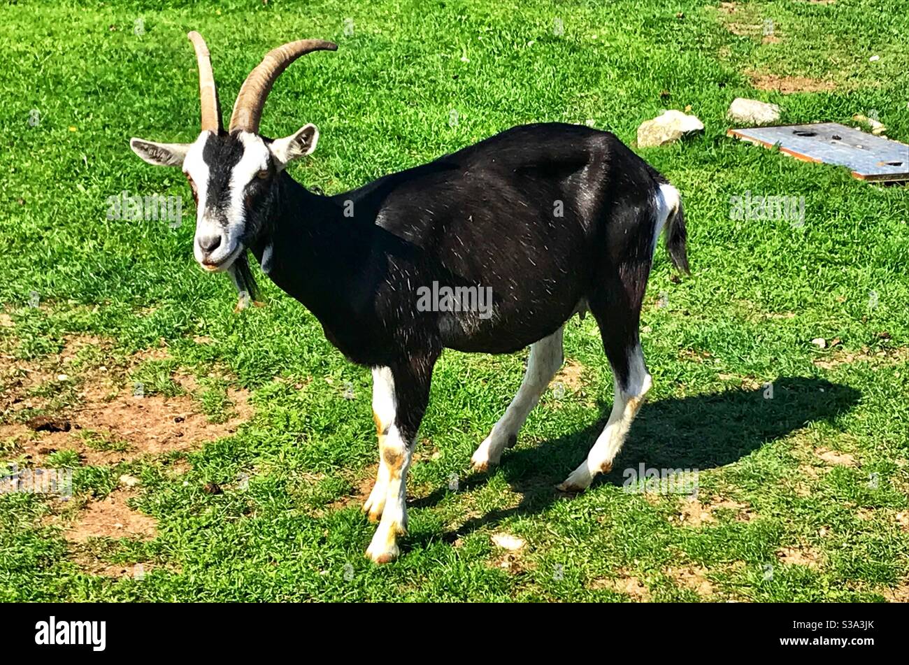 Goat at fancys farm Portland Stock Photo