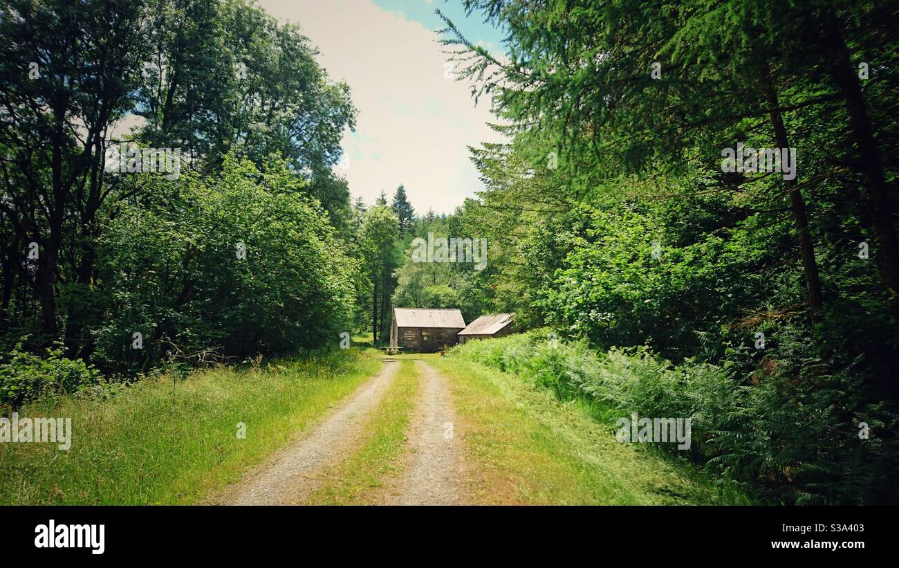 A photograph of an old abandoned barn in the middle of a forest - Smartphone Captured Stock Image