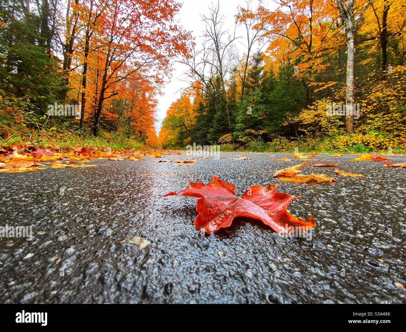 Wet red maple leaf on road pavement surrounded by autumn coloured trees in the background in Ontario, Canada after rainfall. - Smartphone Captured Stock Image