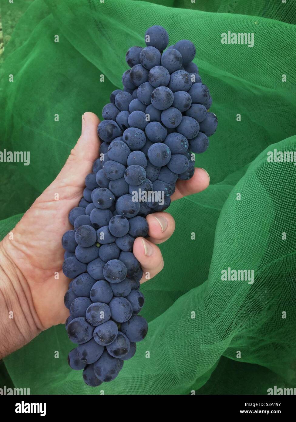 Harvesting Syrah grapes, Catalonia, Spain. - Smartphone Captured Stock Image