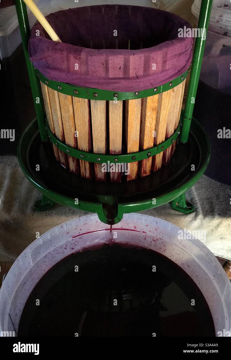 Pressing Syrah grapes, Catalonia, Spain. - Smartphone Captured Stock Image