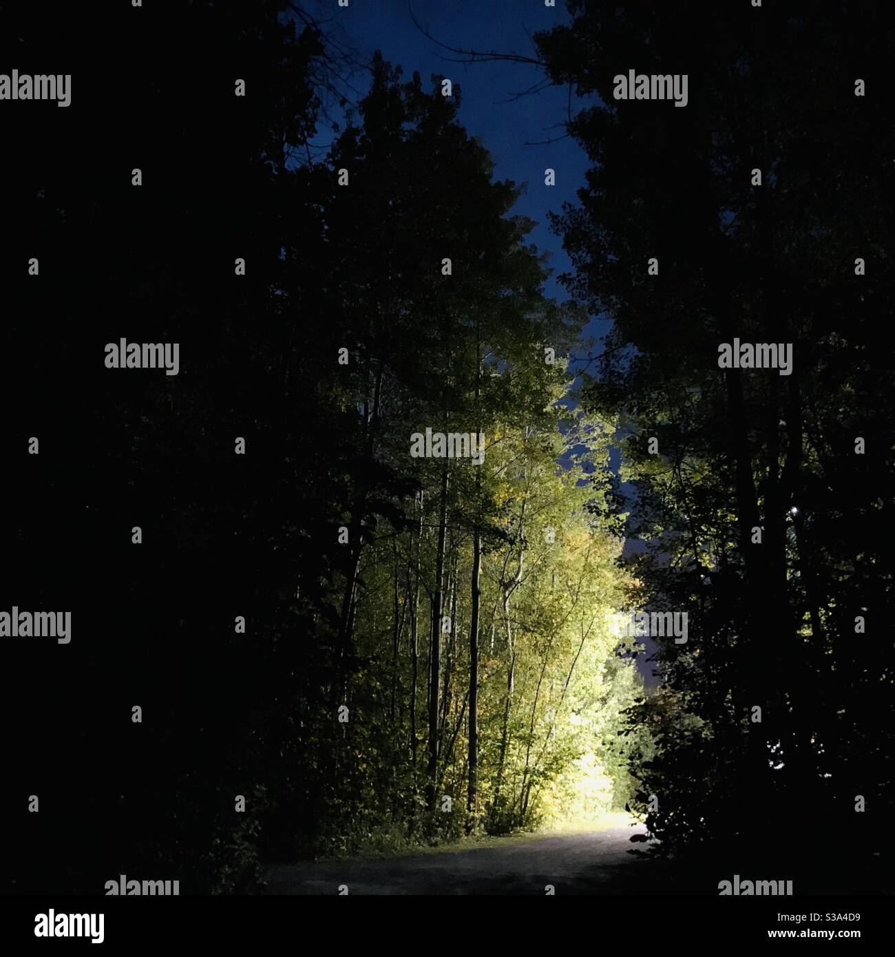Night landscape with lights behind the trees. - Smartphone Captured Stock Image