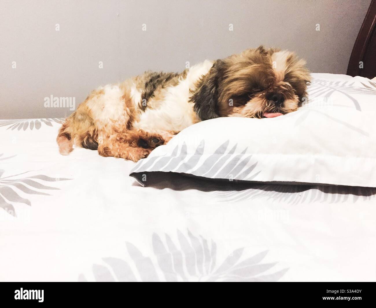 A shih tzu dog sleeping comfortably with its tongue out. Stock Photo