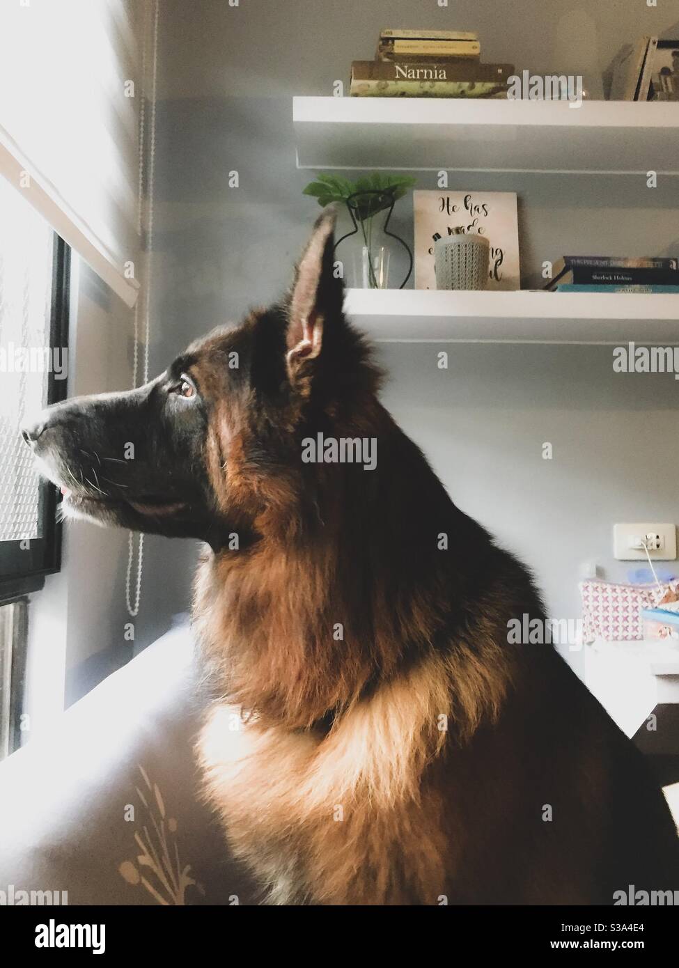A German Shepherd dog deep in thought looks outside the window. Stock Photo