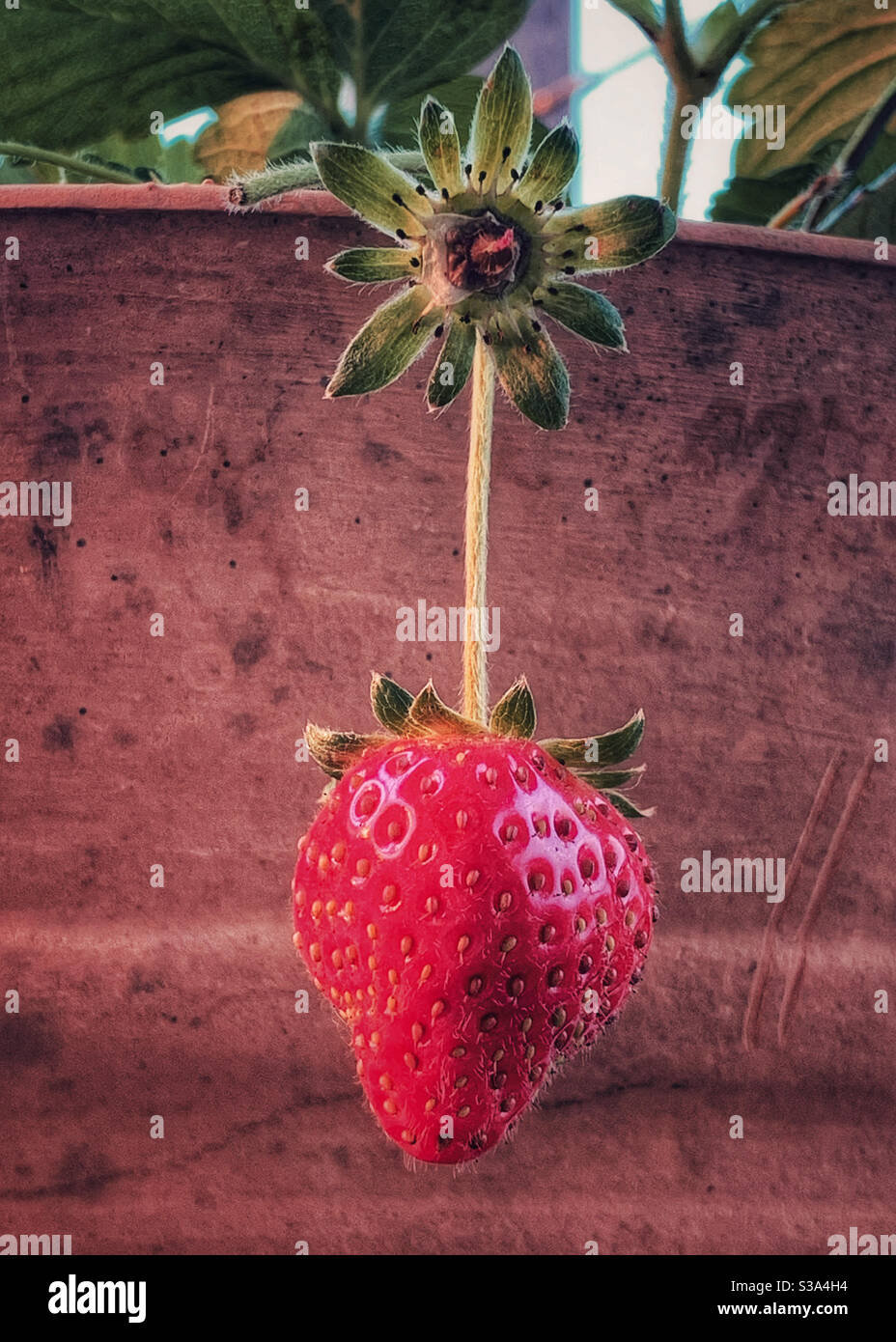 Ripe red strawberry hanging down from pot - Smartphone Captured Stock Image